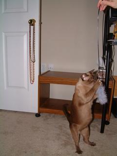 Filename=kitties_at_play_002.jpg
Filesize=1222KiB
Dimensions=1536x2048
Date added=Sep 28, 2019 kitties_at_play_002.jpg