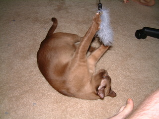 Filename=kitties_at_play_003.jpg
Filesize=1265KiB
Dimensions=2048x1536
Date added=Sep 28, 2019 kitties_at_play_003.jpg