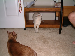 Filename=kitties_at_play_017.jpg
Filesize=1254KiB
Dimensions=2048x1536
Date added=Sep 28, 2019 kitties_at_play_017.jpg