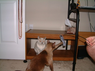 Filename=kitties_at_play_018.jpg
Filesize=1237KiB
Dimensions=2048x1536
Date added=Sep 28, 2019 kitties_at_play_018.jpg