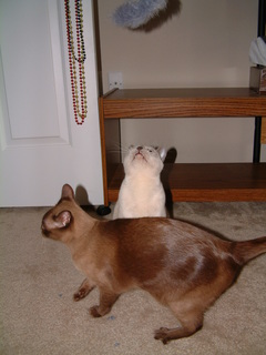 Filename=kitties_at_play_020.jpg
Filesize=1201KiB
Dimensions=1536x2048
Date added=Sep 28, 2019 kitties_at_play_020.jpg