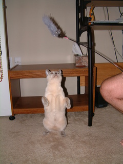 Filename=kitties_at_play_023.jpg
Filesize=1202KiB
Dimensions=1536x2048
Date added=Sep 28, 2019 kitties_at_play_023.jpg