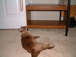 Filename=kitties_at_play_026.jpg
Filesize=1252KiB
Dimensions=2048x1536
Date added=Sep 28, 2019 kitties_at_play_026.jpg