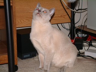 Filename=kitties_at_play_027.jpg
Filesize=1219KiB
Dimensions=2048x1536
Date added=Sep 28, 2019 kitties_at_play_027.jpg