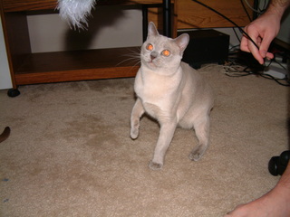 Filename=kitties_at_play_028.jpg
Filesize=1214KiB
Dimensions=2048x1536
Date added=Sep 28, 2019 kitties_at_play_028.jpg