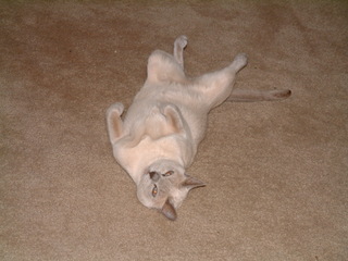 Filename=seaworld5-2-03-_001.jpg
Filesize=1262KiB
Dimensions=2048x1536
Date added=Sep 28, 2019 seaworld5-2-03-_001.jpg