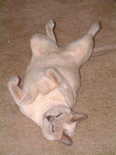 Filename=seaworld5-2-03-_002.jpg
Filesize=1219KiB
Dimensions=1536x2048
Date added=Sep 28, 2019 seaworld5-2-03-_002.jpg