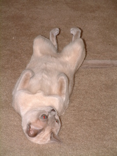 Filename=seaworld5-2-03-_003.jpg
Filesize=1227KiB
Dimensions=1536x2048
Date added=Sep 28, 2019 seaworld5-2-03-_003.jpg