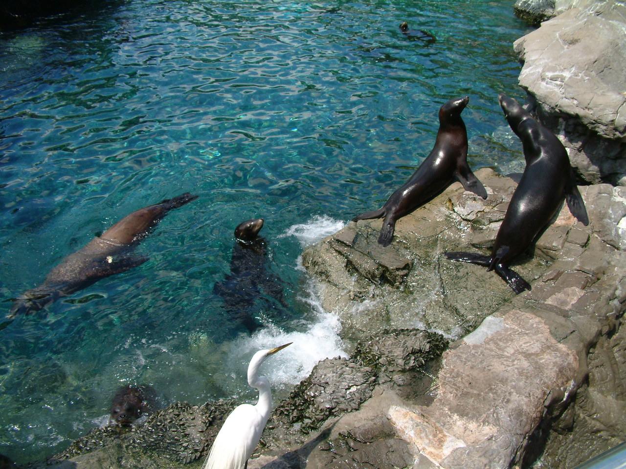 seaworld4-03_014.jpg