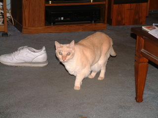 Filename=12-25-02_003.jpg
Filesize=1228KiB
Dimensions=2048x1536
Date added=Sep 28, 2019 12-25-02_003.jpg