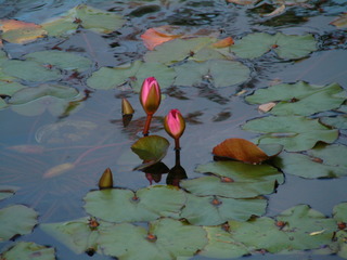 Filename=12-25-02_052.jpg
Filesize=1184KiB
Dimensions=2048x1536
Date added=Sep 28, 2019 12-25-02_052.jpg