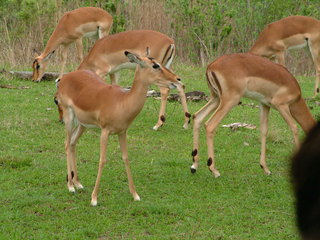 Filename=3-03AKMK_010.jpg
Filesize=1190KiB
Dimensions=2048x1536
Date added=Sep 28, 2019 3-03AKMK_010.jpg