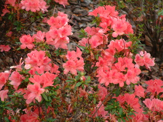 Filename=3-03ioauni_002.jpg
Filesize=1283KiB
Dimensions=2048x1536
Date added=Sep 28, 2019 3-03ioauni_002.jpg