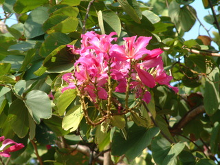 Filename=3-03ioauni_019.jpg
Filesize=1254KiB
Dimensions=2048x1536
Date added=Sep 28, 2019 3-03ioauni_019.jpg