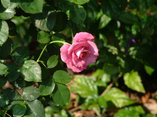 Filename=3-03ioauni_023.jpg
Filesize=1238KiB
Dimensions=2048x1536
Date added=Sep 28, 2019 3-03ioauni_023.jpg