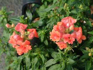 Filename=3-03ioauni_025.jpg
Filesize=1234KiB
Dimensions=2048x1536
Date added=Sep 28, 2019 3-03ioauni_025.jpg