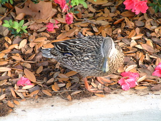 Filename=3-03ioauni_036.jpg
Filesize=1322KiB
Dimensions=2048x1536
Date added=Sep 28, 2019 3-03ioauni_036.jpg