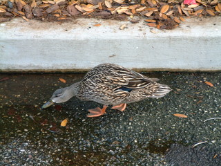 Filename=3-03ioauni_037.jpg
Filesize=1279KiB
Dimensions=2048x1536
Date added=Sep 28, 2019 3-03ioauni_037.jpg