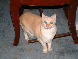 Filename=Christmas_2003_029.jpg
Filesize=1237KiB
Dimensions=2048x1536
Date added=Sep 28, 2019 Christmas_2003_029.jpg