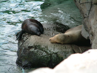 Filename=DSCF0005~6.JPG
Filesize=1286KiB
Dimensions=2048x1536
Date added=Sep 28, 2019 DSCF0005~6.JPG