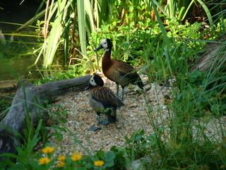 Filename=DSCF0006.JPG
Filesize=1265KiB
Dimensions=2048x1536
Date added=Sep 27, 2019 DSCF0006.JPG