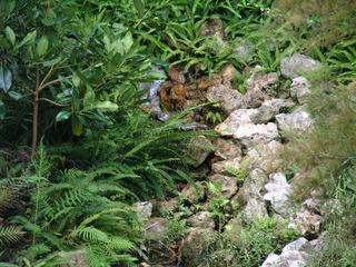 Filename=DSCF0009~1.JPG
Filesize=1149KiB
Dimensions=2048x1536
Date added=Sep 27, 2019 DSCF0009~1.JPG