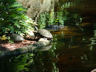 Filename=DSCF0011~8.JPG
Filesize=1231KiB
Dimensions=2048x1536
Date added=Sep 28, 2019 DSCF0011~8.JPG