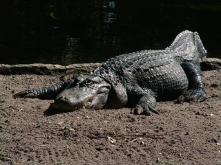 Filename=DSCF0012~8.JPG
Filesize=1225KiB
Dimensions=2048x1536
Date added=Sep 28, 2019 DSCF0012~8.JPG