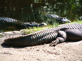 Filename=DSCF0013~8.JPG
Filesize=1256KiB
Dimensions=2048x1536
Date added=Sep 28, 2019 DSCF0013~8.JPG