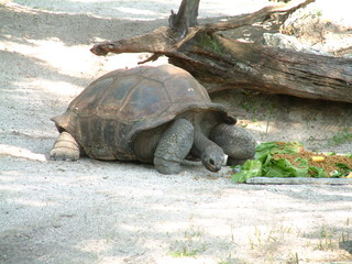 Filename=DSCF0014~8.JPG
Filesize=1299KiB
Dimensions=2048x1536
Date added=Sep 28, 2019 DSCF0014~8.JPG