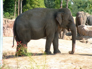 Filename=DSCF0016~8.JPG
Filesize=1263KiB
Dimensions=2048x1536
Date added=Sep 28, 2019 DSCF0016~8.JPG