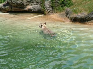 Filename=DSCF0021~6.JPG
Filesize=1230KiB
Dimensions=2048x1536
Date added=Sep 28, 2019 DSCF0021~6.JPG