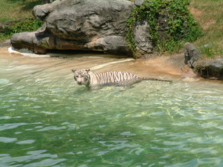 Filename=DSCF0022~6.JPG
Filesize=1270KiB
Dimensions=2048x1536
Date added=Sep 28, 2019 DSCF0022~6.JPG