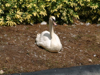 Filename=DSCF0027~6.JPG
Filesize=1230KiB
Dimensions=2048x1536
Date added=Sep 28, 2019 DSCF0027~6.JPG