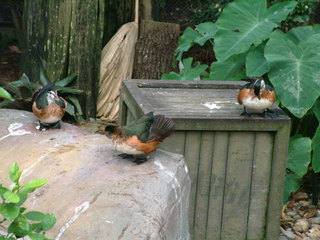 Filename=DSCF0038~5.JPG
Filesize=1134KiB
Dimensions=2048x1536
Date added=Sep 28, 2019 DSCF0038~5.JPG