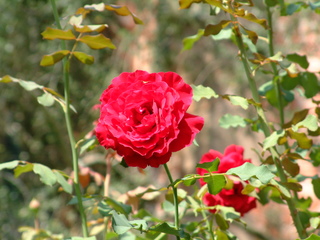 Filename=DSCF0039~1.JPG
Filesize=1247KiB
Dimensions=2048x1536
Date added=Sep 28, 2019 DSCF0039~1.JPG