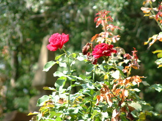 Filename=DSCF0040~1.JPG
Filesize=1252KiB
Dimensions=2048x1536
Date added=Sep 28, 2019 DSCF0040~1.JPG