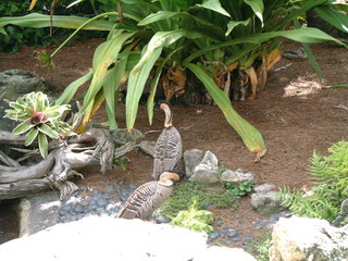 Filename=DSCF0042~5.JPG
Filesize=1230KiB
Dimensions=2048x1536
Date added=Sep 28, 2019 DSCF0042~5.JPG