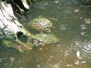 Filename=DSCF0043~6.JPG
Filesize=1171KiB
Dimensions=2048x1536
Date added=Sep 28, 2019 DSCF0043~6.JPG