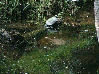 Filename=DSCF0048~4.JPG
Filesize=1114KiB
Dimensions=2048x1536
Date added=Sep 28, 2019 DSCF0048~4.JPG