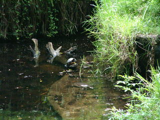 Filename=DSCF0049~4.JPG
Filesize=1153KiB
Dimensions=2048x1536
Date added=Sep 28, 2019 DSCF0049~4.JPG