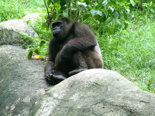 Filename=DSCF0058~3.JPG
Filesize=1190KiB
Dimensions=2048x1536
Date added=Sep 28, 2019 DSCF0058~3.JPG