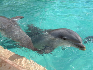 Filename=DSCF0060~2.JPG
Filesize=1274KiB
Dimensions=2048x1536
Date added=Sep 28, 2019 DSCF0060~2.JPG