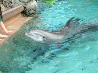 Filename=DSCF0061~2.JPG
Filesize=1285KiB
Dimensions=2048x1536
Date added=Sep 28, 2019 DSCF0061~2.JPG