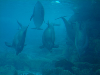 Filename=DSCF0062~2.JPG
Filesize=1201KiB
Dimensions=2048x1536
Date added=Sep 28, 2019 DSCF0062~2.JPG