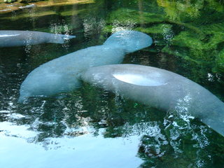 Filename=DSCF0064~2.JPG
Filesize=1156KiB
Dimensions=2048x1536
Date added=Sep 28, 2019 DSCF0064~2.JPG