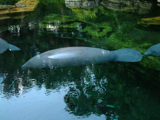 Filename=DSCF0065~2.JPG
Filesize=1121KiB
Dimensions=2048x1536
Date added=Sep 28, 2019 DSCF0065~2.JPG