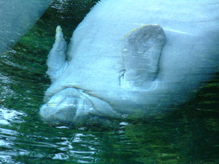 Filename=DSCF0066~2.JPG
Filesize=1188KiB
Dimensions=2048x1536
Date added=Sep 28, 2019 DSCF0066~2.JPG