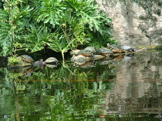 Filename=DSCF0069~1.JPG
Filesize=1175KiB
Dimensions=2048x1536
Date added=Sep 28, 2019 DSCF0069~1.JPG