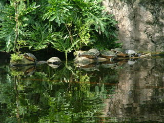 Filename=DSCF0071~1.JPG
Filesize=1160KiB
Dimensions=2048x1536
Date added=Sep 28, 2019 DSCF0071~1.JPG